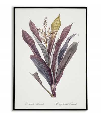 DRACENA TERMINALIS...