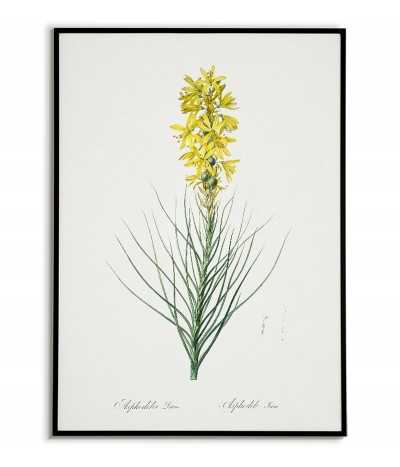 ZŁOTNICA. YELLOW. Botanical...