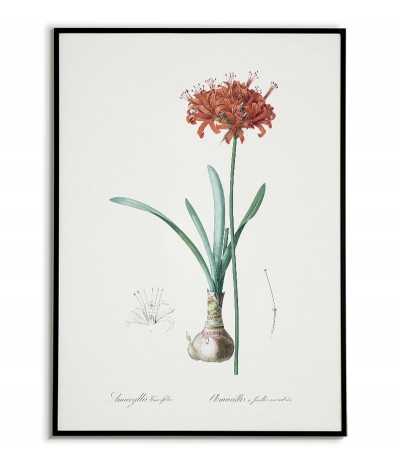 AMARYLIS botanical poster...