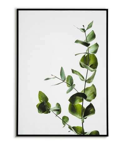Green eucalyptus poster, flower, plant leaves. Photo poster for modern interiors