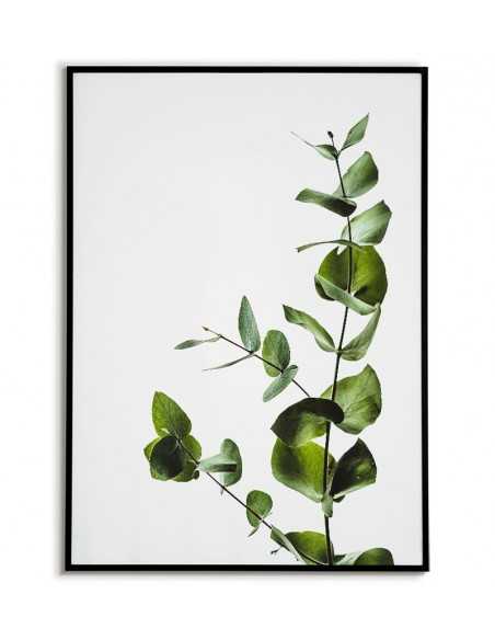 Plakat zielony eukaliptus, kwiat, roślina liście. Plakat fotograficzny do nowoczesnych wnętrz