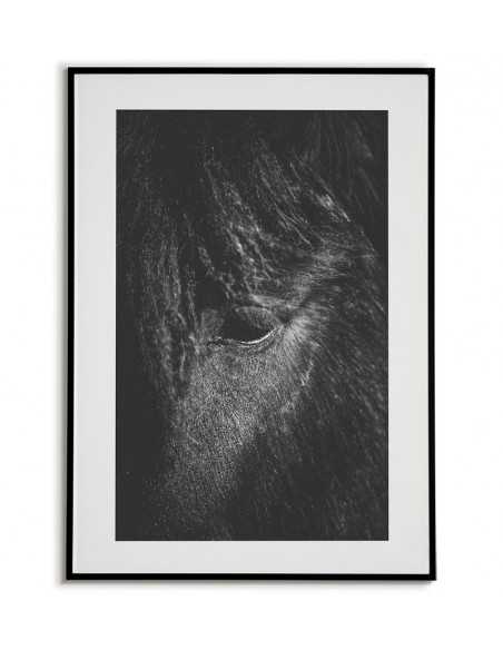 Photo poster with a horse, portrait of a horse, black and white photo of a horse