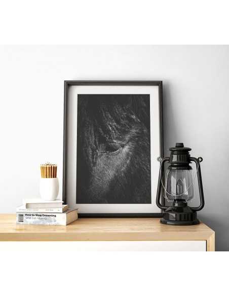 Photo poster with a horse, portrait of a horse, black and white photo of a horse