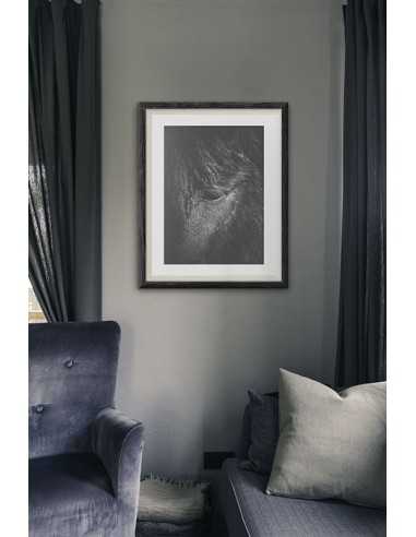 Plakat fotograficzny z koniem, portret konia, czarno białe zdjęcie konia Plakat fotograficzny z koniem, portret konia, czarno białe zdjęcie konia