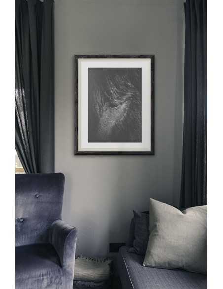 Photo poster with a horse, portrait of a horse, black and white photo of a horse