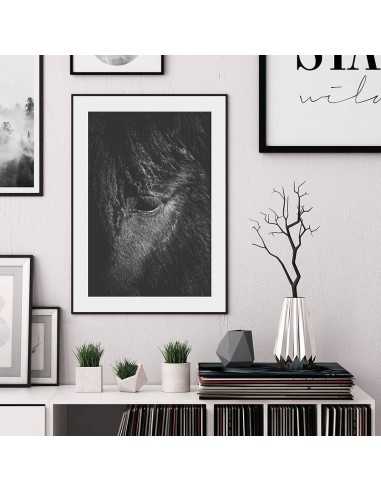 Plakat fotograficzny z koniem, portret konia, czarno białe zdjęcie konia Plakat fotograficzny z koniem, portret konia, czarno białe zdjęcie konia