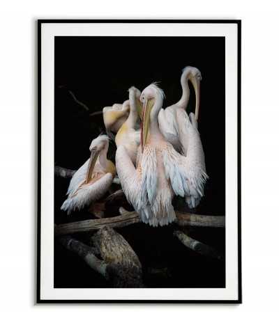 Poster - Pelicans - photo...