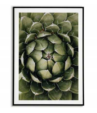 Botanical poster with plant - Agave
