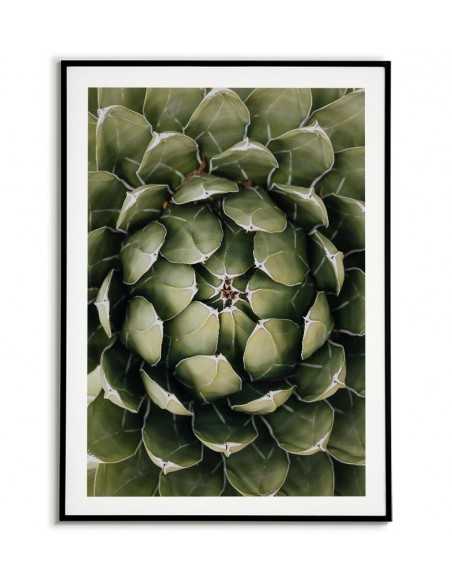 Botanical poster with plant - Agave