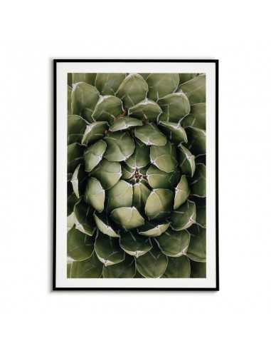 Botanical poster with plant - Agave Botanical poster with plant - Agave