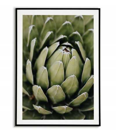 Śliczny plakat botaniczny z kwiatem - Echeveria elegans. Plakaty botaniczne