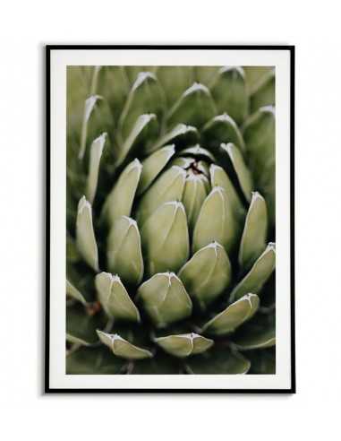 Beautiful botanical poster with flower - Echeveria elegans. Botanical posters
