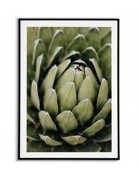 Beautiful botanical poster with flower - Echeveria elegans. Botanical posters