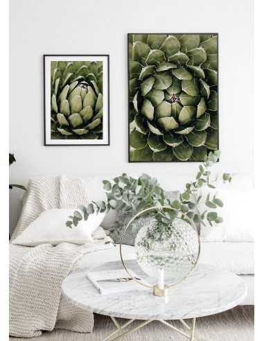 Beautiful botanical poster with flower - Echeveria elegans. Botanical posters Beautiful botanical poster with flower - Echeveria elegans. Botanical posters