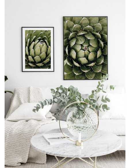 Beautiful botanical poster with flower - Echeveria elegans. Botanical posters