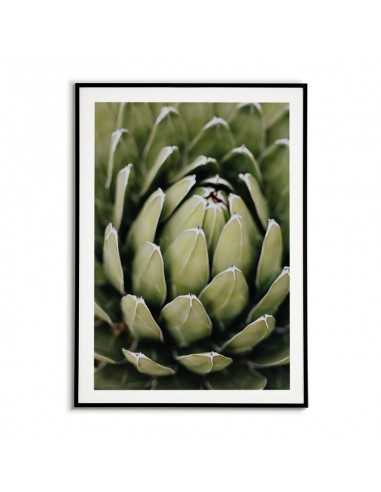 Beautiful botanical poster with flower - Echeveria elegans. Botanical posters Beautiful botanical poster with flower - Echeveria elegans. Botanical posters