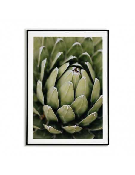 Beautiful botanical poster with flower - Echeveria elegans. Botanical posters
