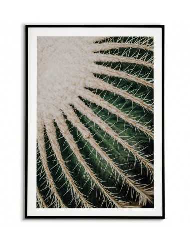 Botanical poster - ECHINOCACTUS GRUSONII