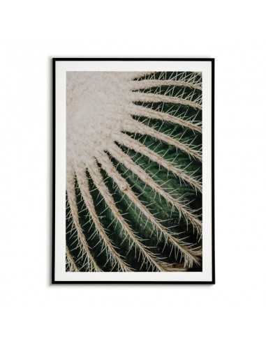 Botanical poster - ECHINOCACTUS GRUSONII Botanical poster - ECHINOCACTUS GRUSONII