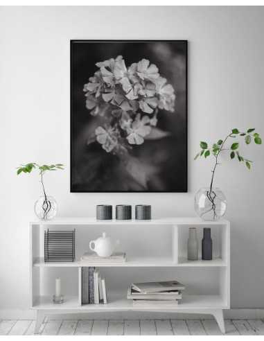 Plakat botaniczny czarno biały z kwiatem Hortensja. Grafika na ścianę Plakat botaniczny czarno biały z kwiatem Hortensja. Grafika na ścianę