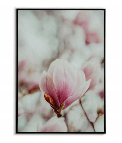 Kolorowy plakat na ścianę z kwiatem magnolii, grafika w wysokiej jakości do salonu