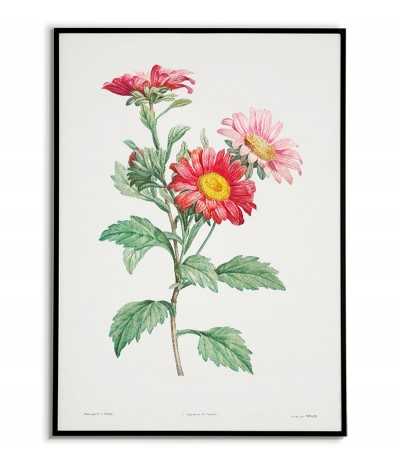 Plakat botaniczny z kwiatem Aster w stylu vintage. plakat ręcznie malowany z roślina, kwiatem