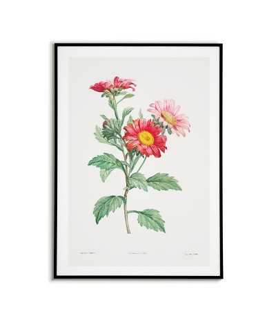 Botanical Poster - Red...