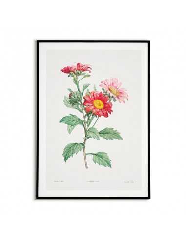 Plakat botaniczny z kwiatem Aster w stylu vintage. plakat ręcznie malowany z roślina, kwiatem Plakat botaniczny z kwiatem Aster w stylu vintage. plakat ręcznie malowany z roślina, kwiatem