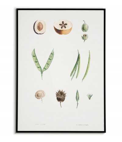 Botanical poster -...