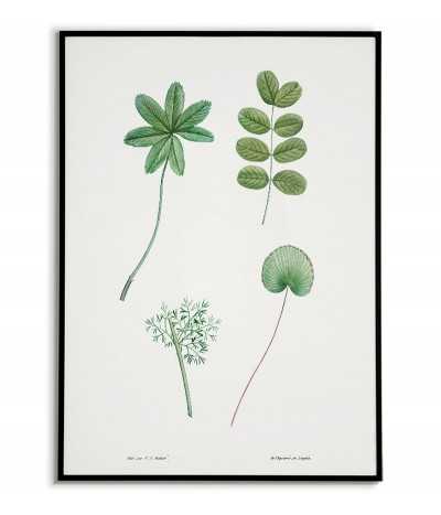 Plakat botaniczny w stylu vintage. Kolorowa grafika na ścianę z kwiatami ręcznie malowana kolekcja. Liście drzew plakat