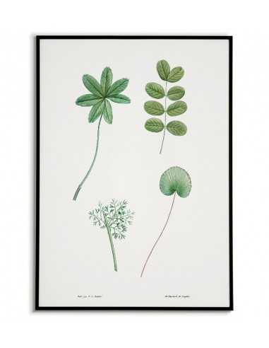 Botanical Poster - Tree leaves -...