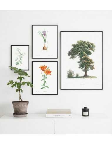 Botanical poster - tree in the meadow...