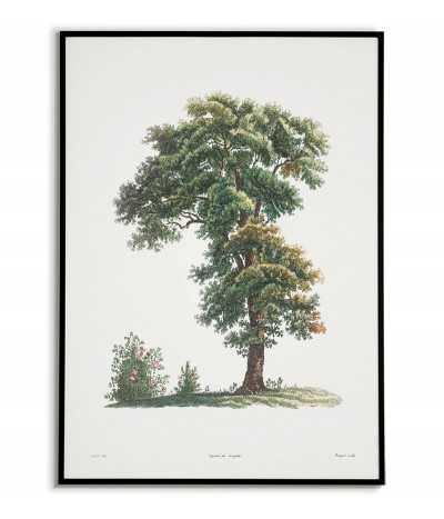 Botanical poster - tree in...
