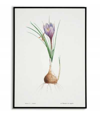 Niebieski irys plakat botaniczny ręcznie rysowany z . Grafika na ścianę do salonu w stylu vintage z kwiatem.