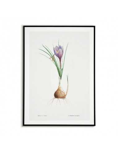 Niebieski irys plakat botaniczny ręcznie rysowany z . Grafika na ścianę do salonu w stylu vintage z kwiatem. Niebieski irys plakat botaniczny ręcznie rysowany z . Grafika na ścianę do salonu w stylu vintage z kwiatem.