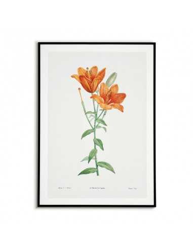 Botanical Poster - Orange Lily -... Botanical Poster - Orange Lily -...