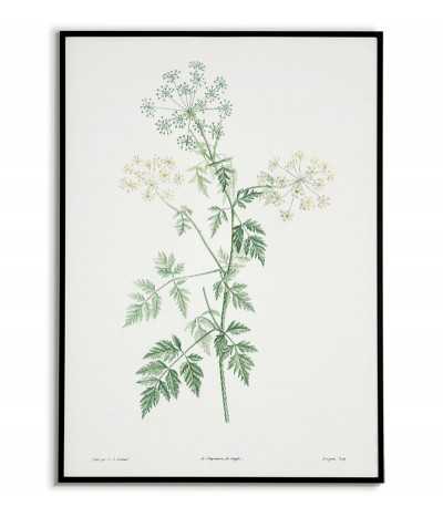 Zielona roślina Cykuta plakat botaniczny ręcznie rysowany z . Grafika na ścianę do salonu w stylu vintage z kwiatem.