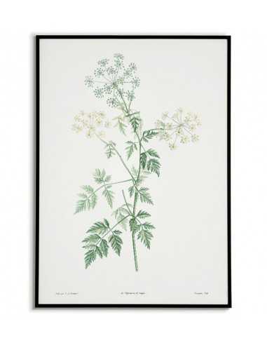 Botanical Poster - Green Cykuta -... Botanical Poster - Green Cykuta -...