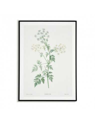 Botanical Poster - Green Cykuta -... Botanical Poster - Green Cykuta -...
