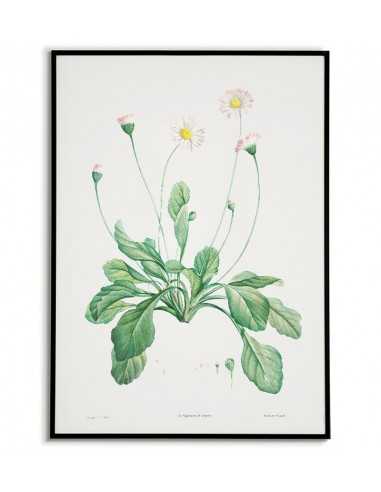 Botanical Poster - Daisy - Print on...