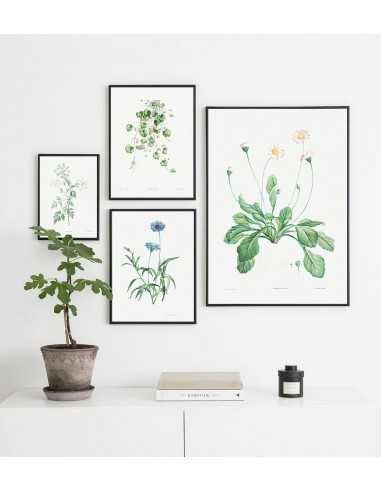 Kwiat stokrotka plakat botaniczny ręcznie rysowany z . Grafika na ścianę do salonu w stylu vintage z kwiatem. Kwiat stokrotka plakat botaniczny ręcznie rysowany z . Grafika na ścianę do salonu w stylu vintage z kwiatem.