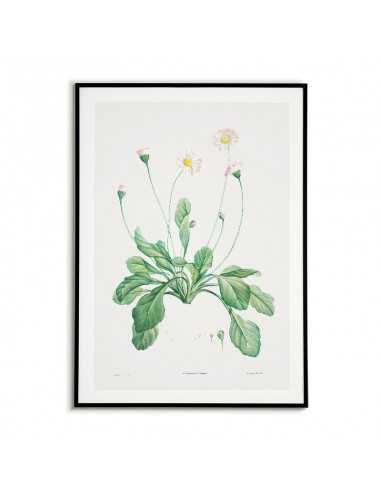 Botanical Poster - Daisy - Print on... Botanical Poster - Daisy - Print on...