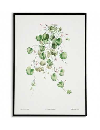 Botanical Poster - Cymbalaria bushy -... Botanical Poster - Cymbalaria bushy -...