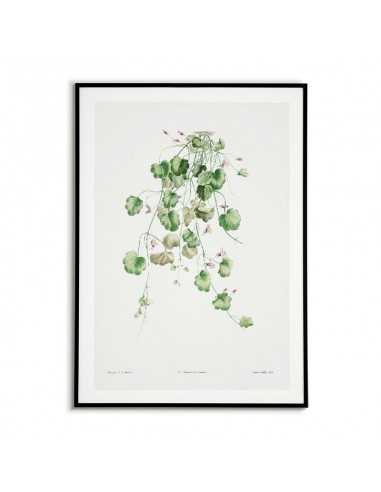 Botanical Poster - Cymbalaria bushy -... Botanical Poster - Cymbalaria bushy -...