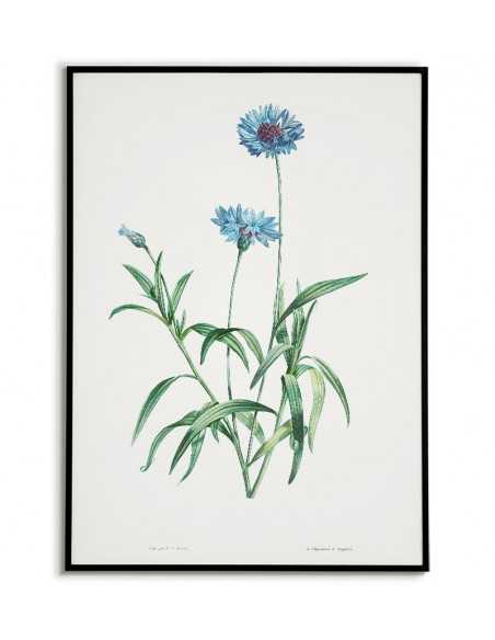 Niebieski chaber plakat botaniczny ręcznie rysowany z . Grafika na ścianę do salonu w stylu vintage z kwiatem.