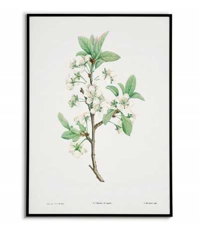 Kwiat śliwki plakat botaniczny ręcznie rysowany z . Grafika na ścianę do salonu w stylu vintage z kwiatem.