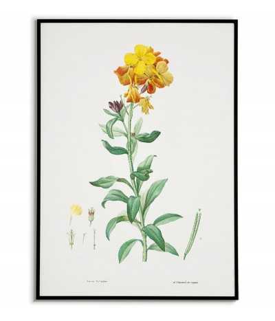 Kwiat Lak plakat botaniczny ręcznie rysowany z . Grafika na ścianę do salonu w stylu vintage z kwiatem.