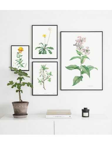 Botanical Poster - Flower Lak -... Botanical Poster - Flower Lak -...