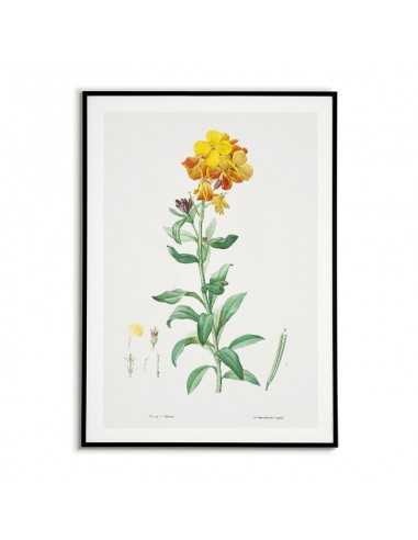 Botanical Poster - Flower Lak -... Botanical Poster - Flower Lak -...