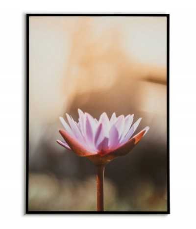 Plakat z Lilią Wodną, piękna grafika do ramki z kwiatem.